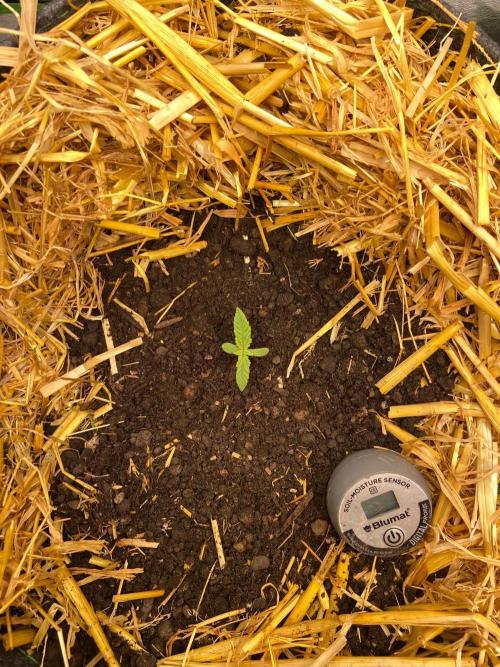 Canna-Community-Project. Week 2