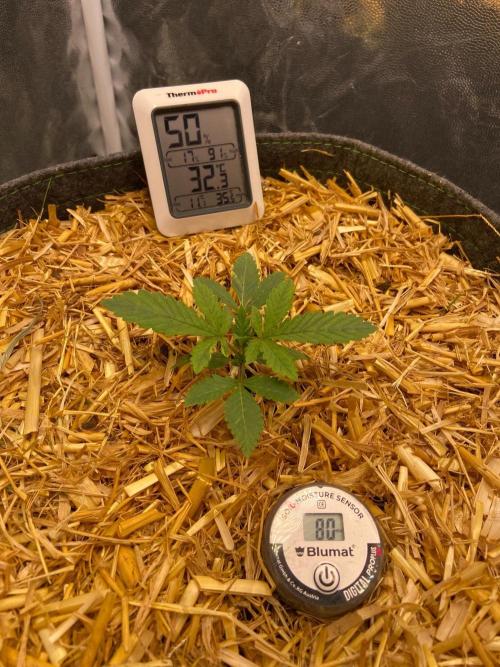 Canna-Community-Project. Week 3