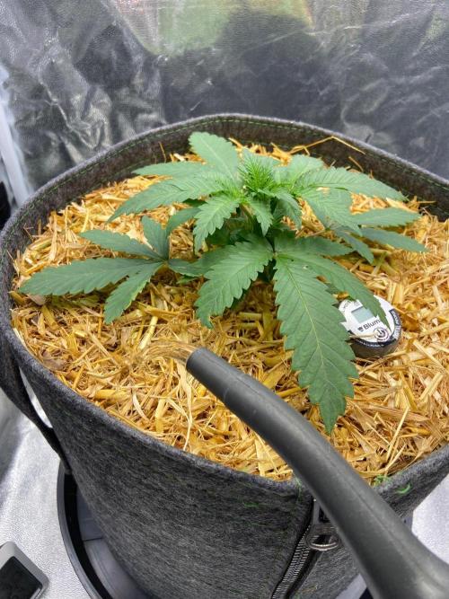 Canna-Community-Project. Week 5