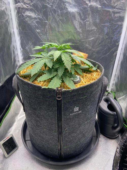 Canna-Community-Project. Week 5