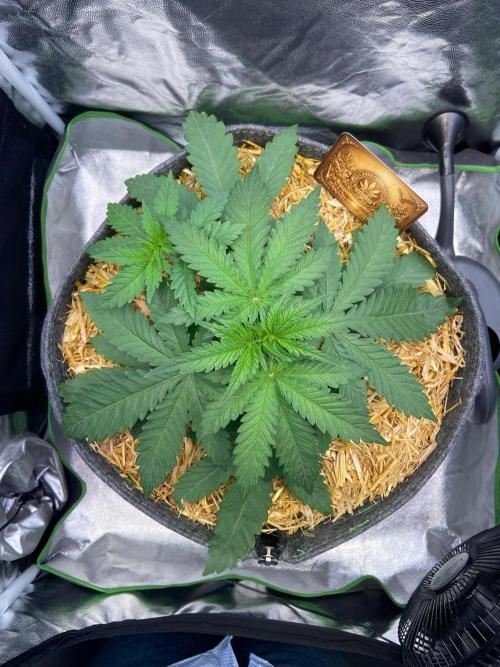 Canna-Community-Project. Week 5