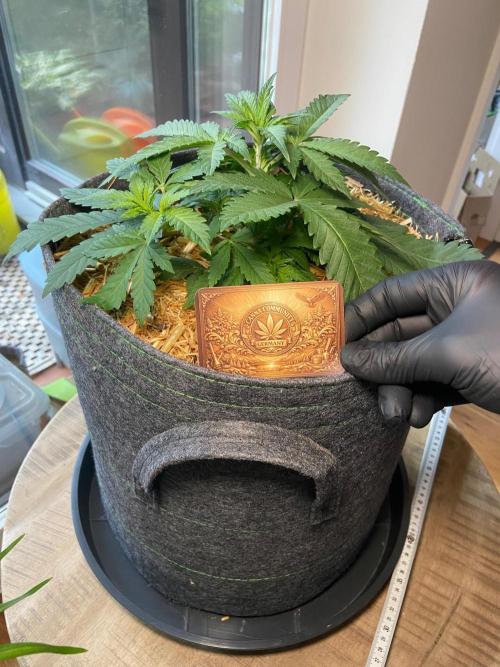 Canna-Community-Project. Week 5
