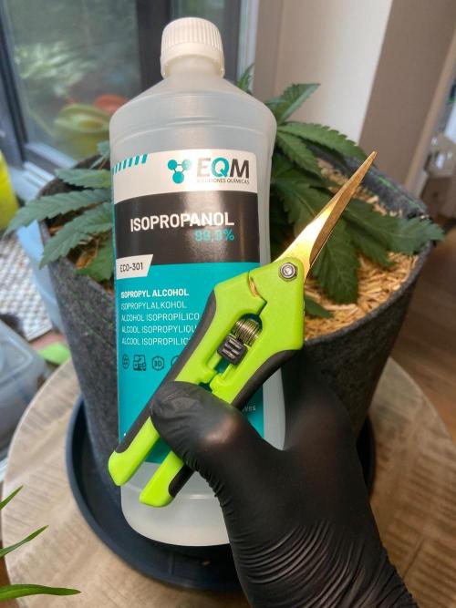 Canna-Community-Project. Week 5