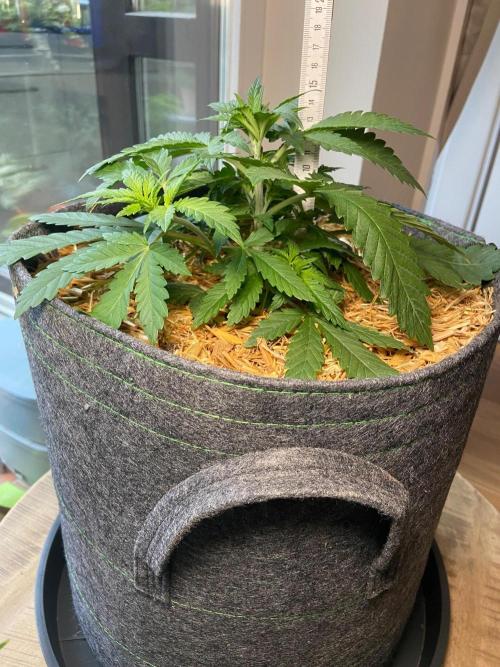 Canna-Community-Project. Week 5