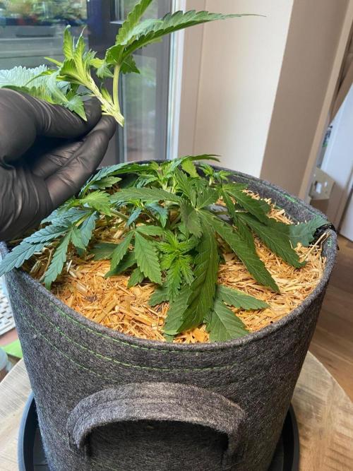 Canna-Community-Project. Week 5