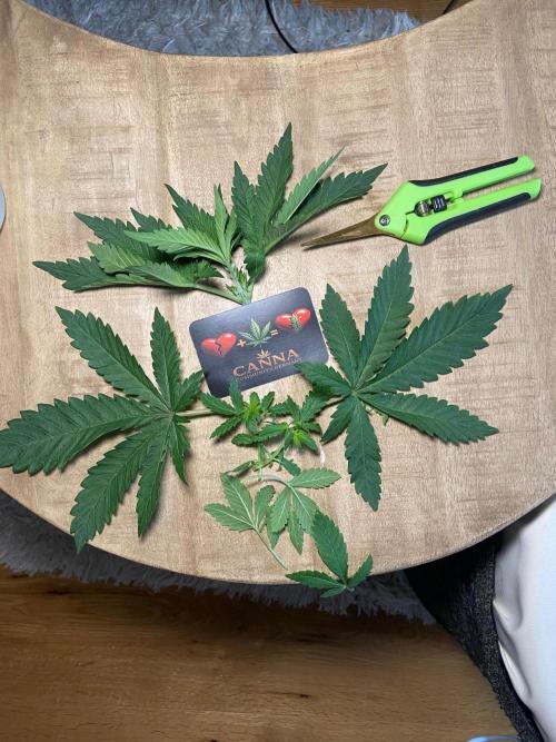 Canna-Community-Project. Week 5