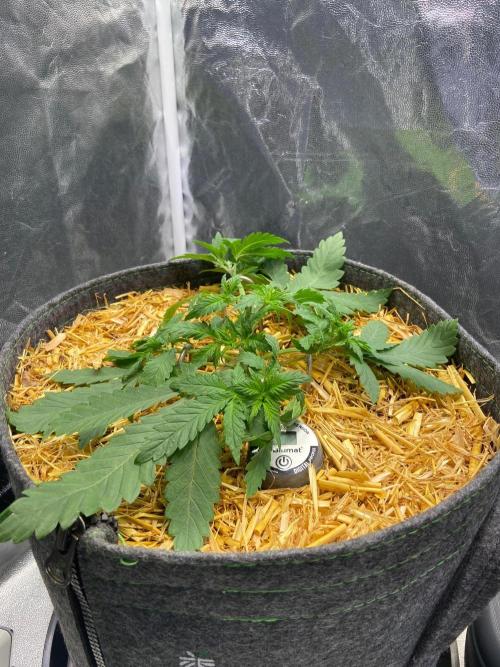 Canna-Community-Project. Week 5