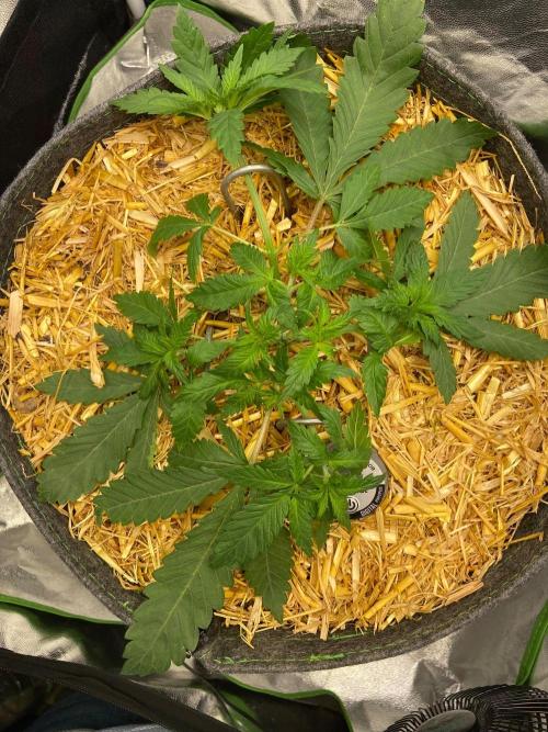 Canna-Community-Project. Week 5