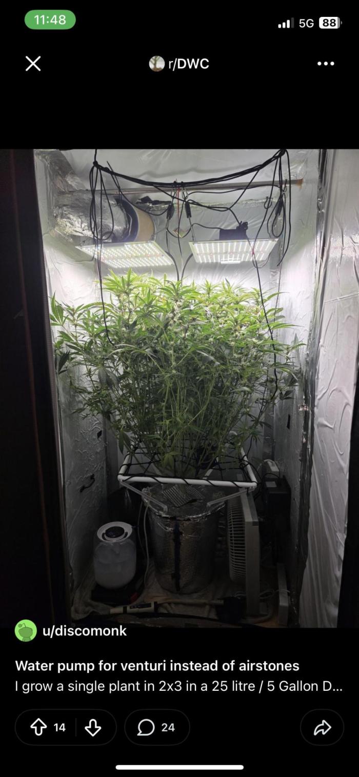 3x Cap Junky - Blimburn- DWC grow. Week 0 - Spas:) 