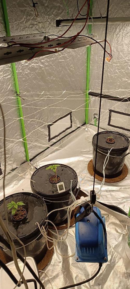 3x Cap Junky - Blimburn- DWC grow. Week 2