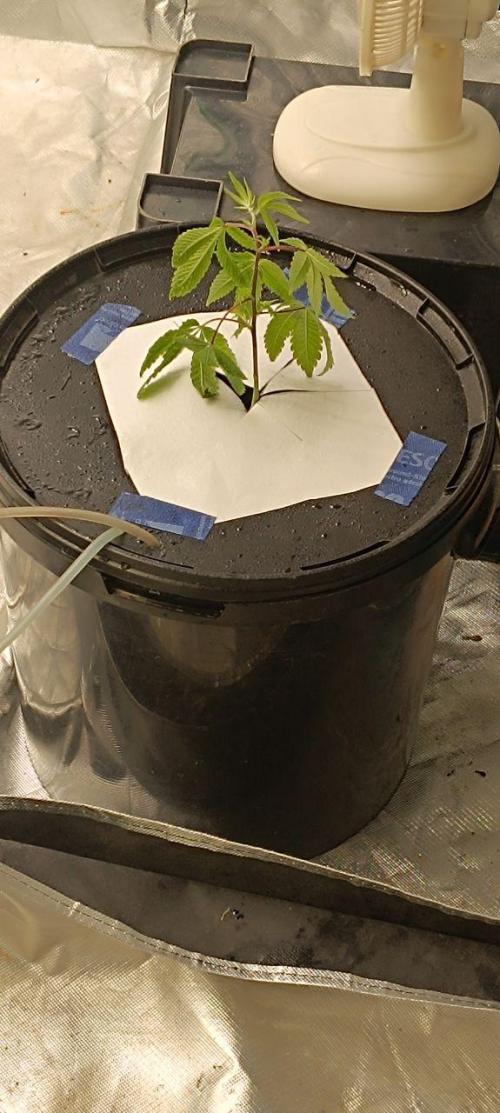 3x Cap Junky - Blimburn- DWC grow. Week 2