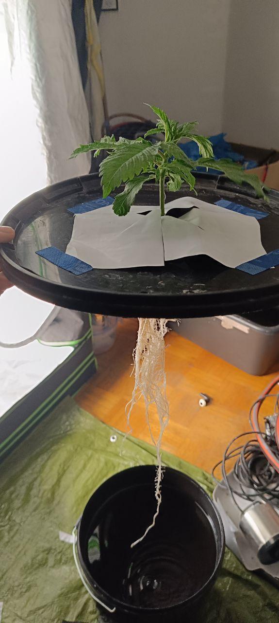 3x Cap Junky - Blimburn- DWC grow. Week 3