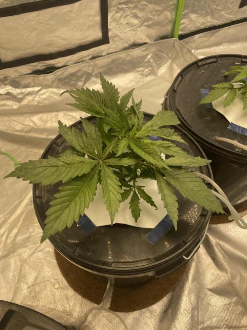 3x Cap Junky - Blimburn- DWC grow. Week 4