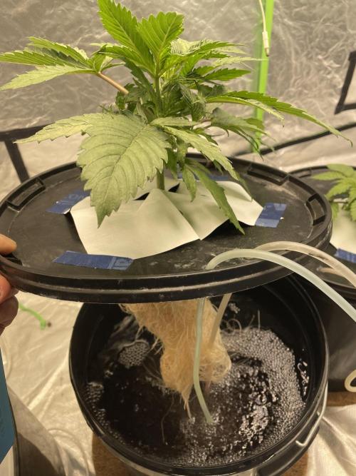 3x Cap Junky - Blimburn- DWC grow. Week 4