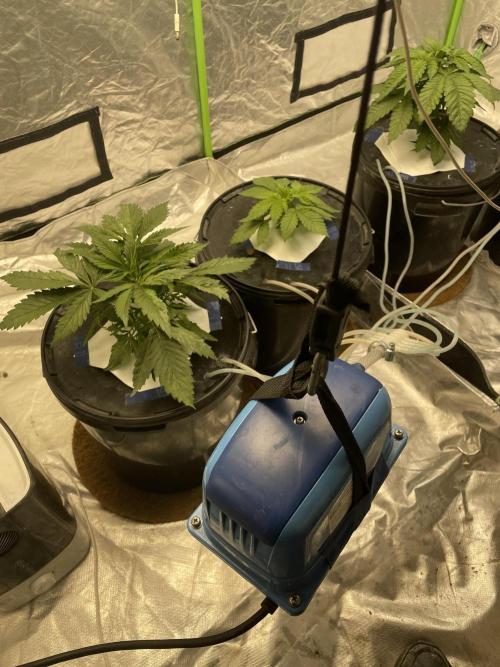3x Cap Junky - Blimburn- DWC grow. Week 4