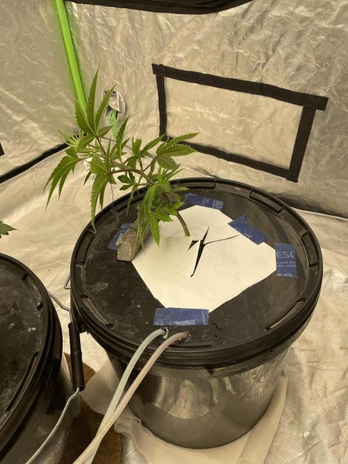 3x Cap Junky - Blimburn- DWC grow. Week 4