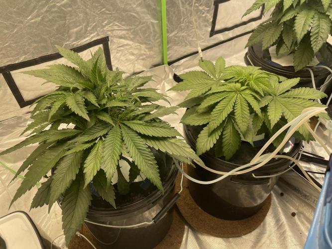 Cap Junky. Week 5