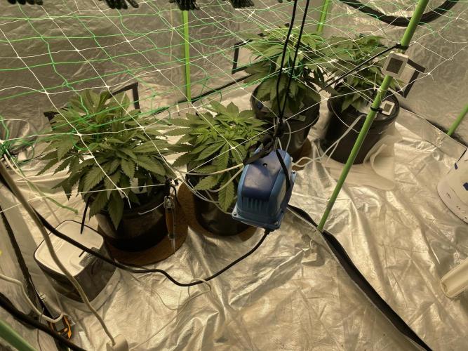 3x Cap Junky - Blimburn- DWC grow. Week 5