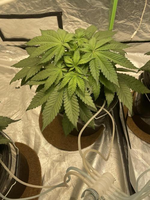 3x Cap Junky - Blimburn- DWC grow. Week 5