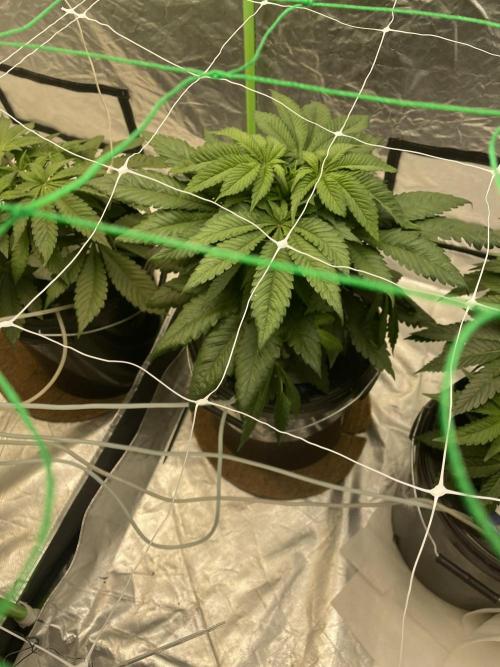 Cap Junky. Week 5