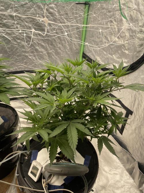 3x Cap Junky - Blimburn- DWC grow. Week 7 - The best example of different phenotype types