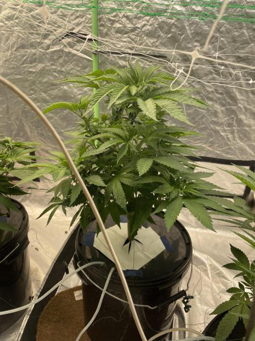 Cap Junky. Week 7
