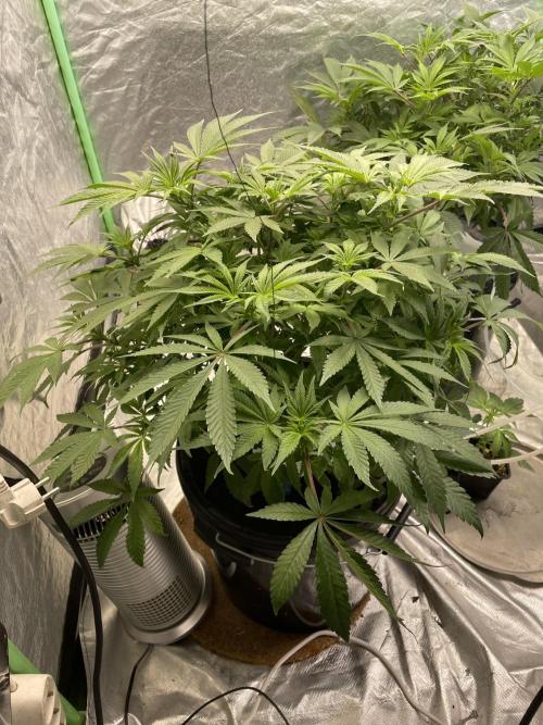 3x Cap Junky - Blimburn- DWC grow. Week 8