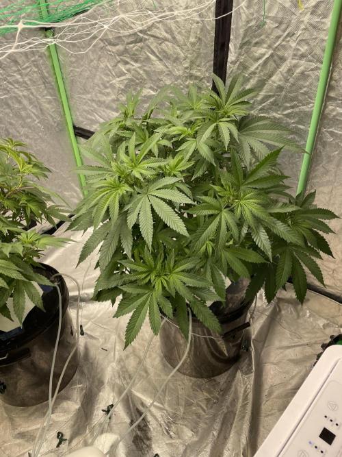 Cap Junky. Week 8