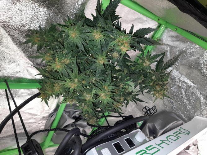 First garage grow 42 fast buds. Week 30