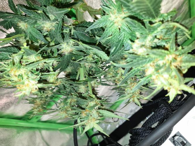 First garage grow 42 fast buds. Week 30