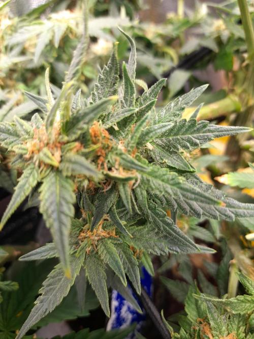 First garage grow 42 fast buds. Week 30