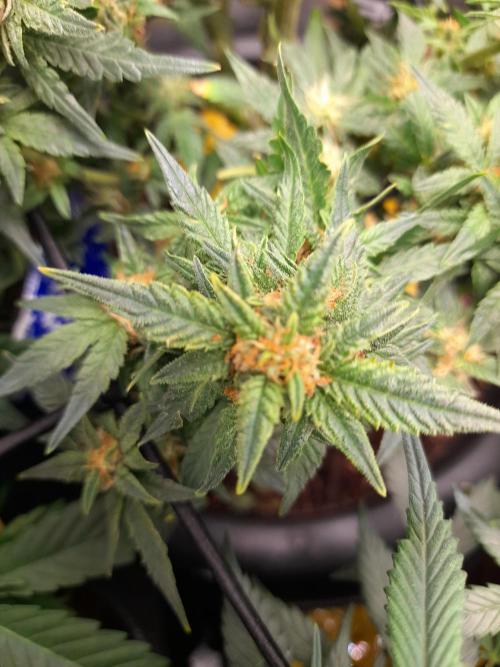 First garage grow 42 fast buds. Week 30