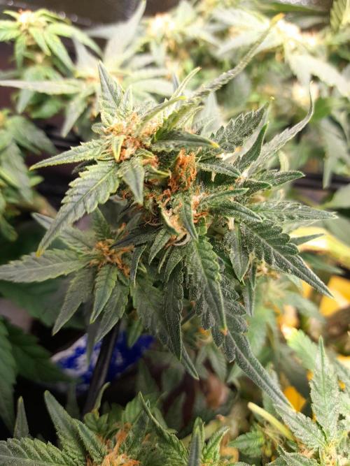 First garage grow 42 fast buds. Week 30