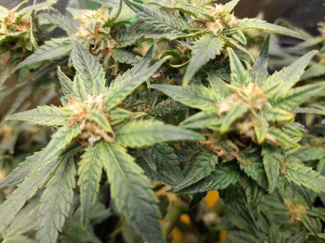 First garage grow 42 fast buds. Week 30