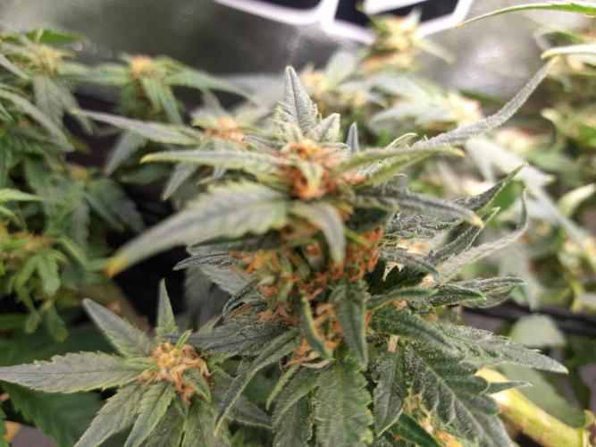 First garage grow 42 fast buds. Week 30