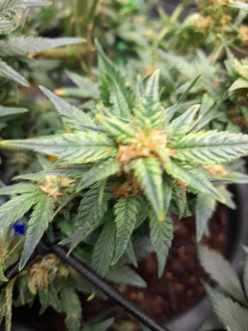 First garage grow 42 fast buds. Week 30