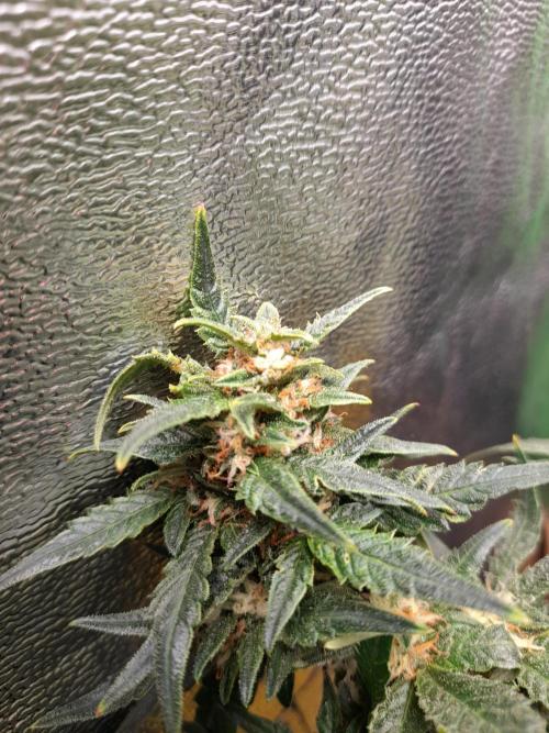 First garage grow 42 fast buds. Week 30