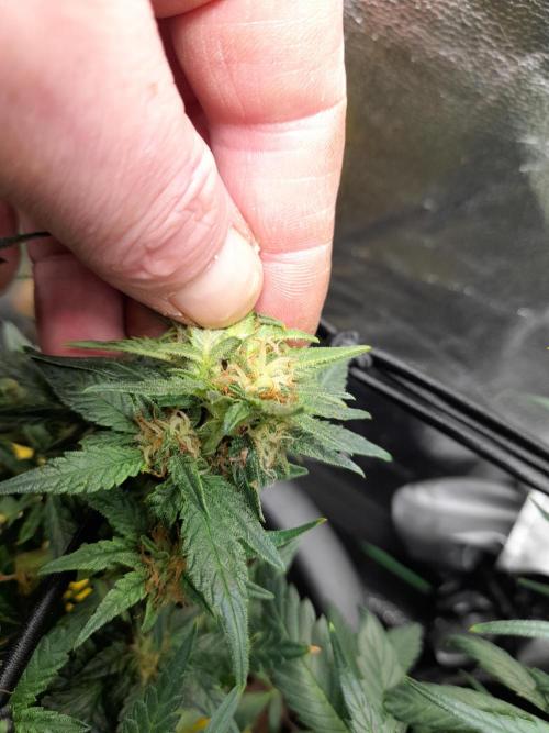 First garage grow 42 fast buds. Week 30