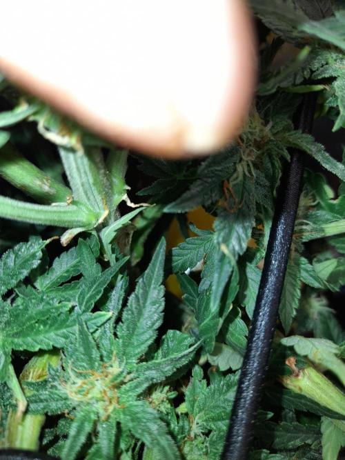 First garage grow 42 fast buds. Week 30