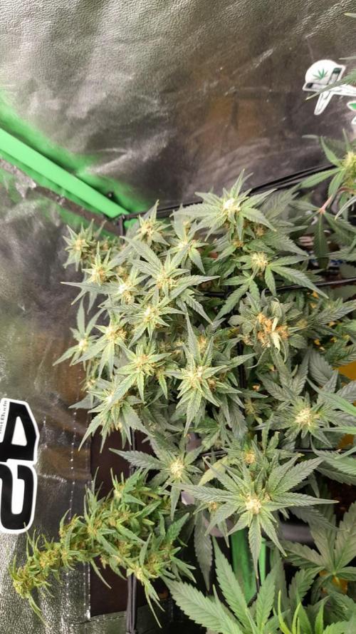 First garage grow 42 fast buds. Week 30