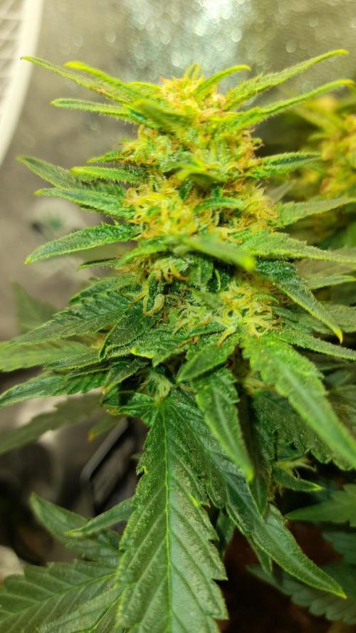 First garage grow 42 fast buds. Week 30