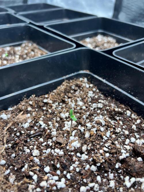 Hansova Grow. Week 0