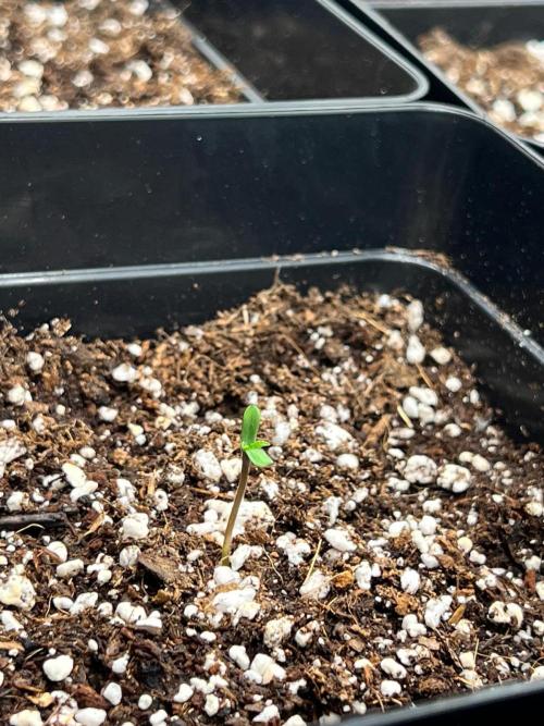 Hansova Grow. Week 0