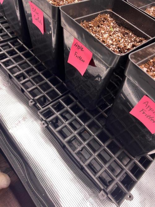 Hansova Grow. Week 0