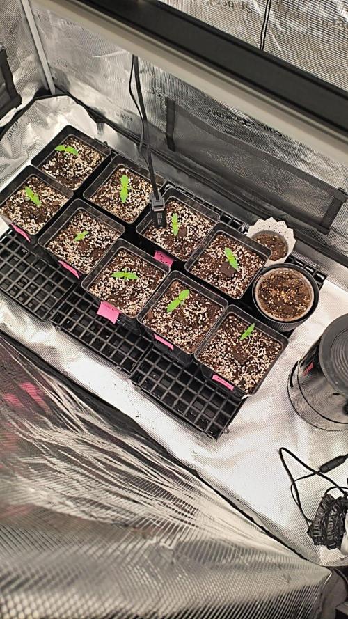 Hansova Grow. Week 1