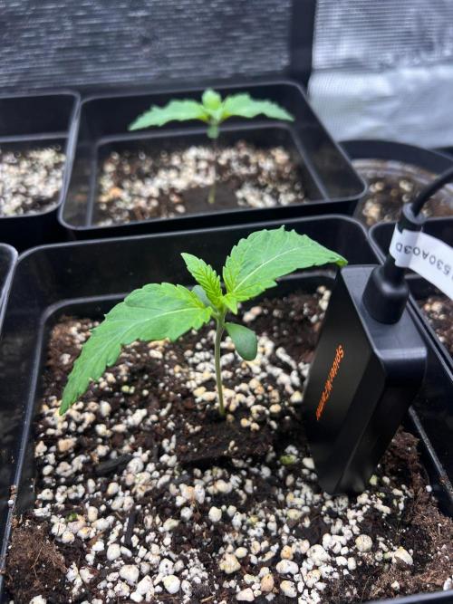 Hansova Grow. Week 1