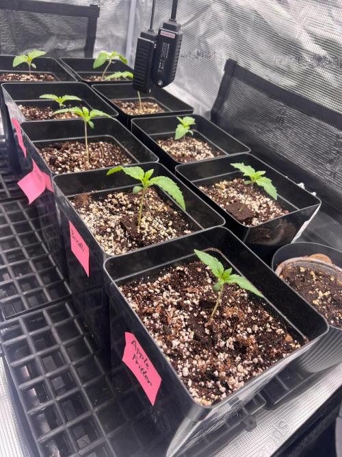 Hansova Grow. Week 1