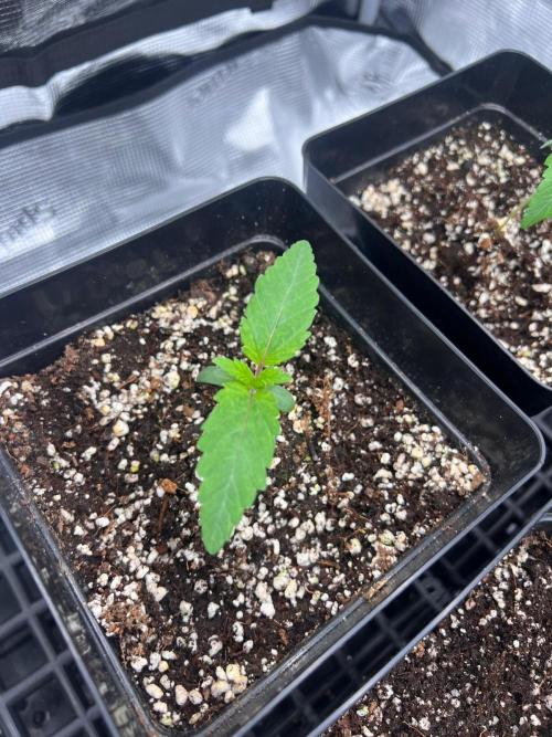 Hansova Grow. Week 1