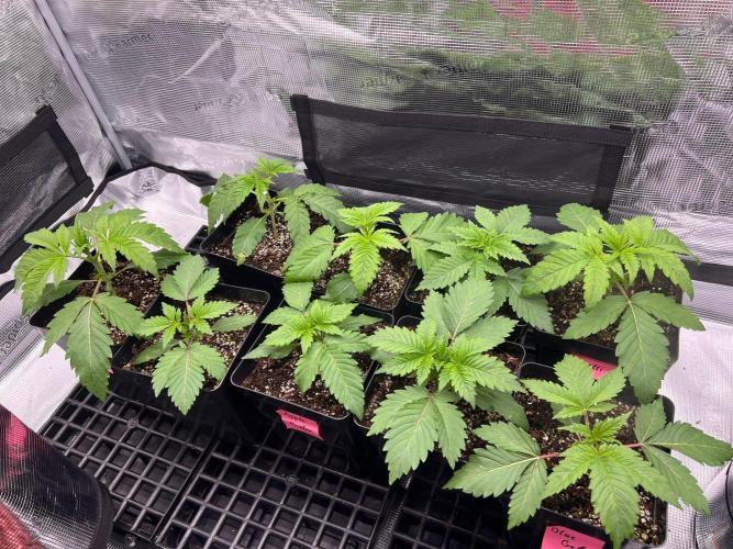 Hansova Grow. Week 2