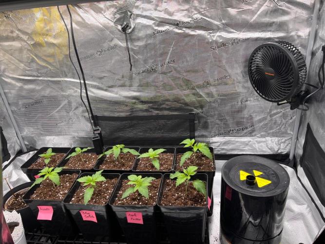 Hansova Grow. Week 2